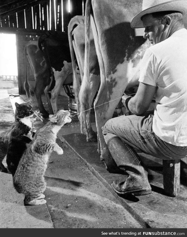 Cats drinking fresh milk on the farm, 1954