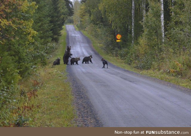 Dog meets a bear family