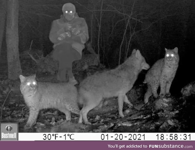 Last night's trail cam