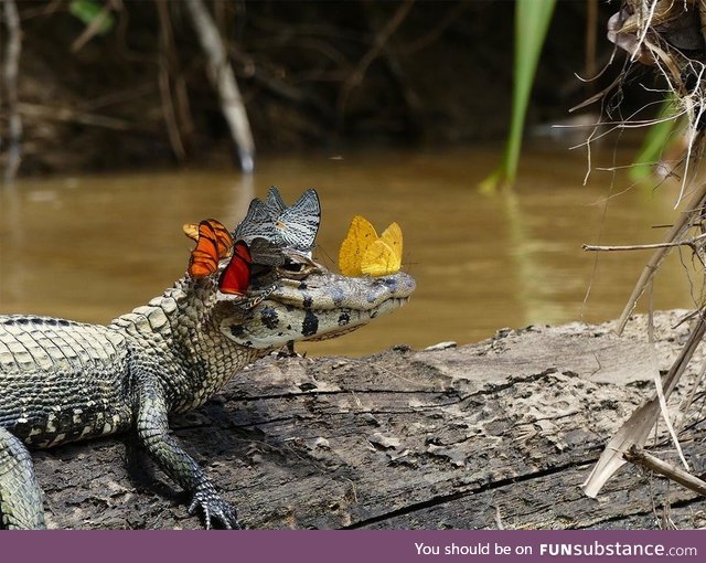 The most fabulous caiman in the world