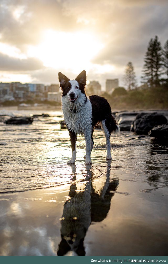 My mates Border Collie posing for me