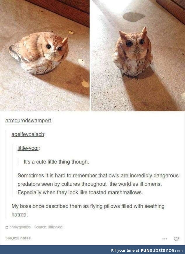 He is chaos.  He is owl