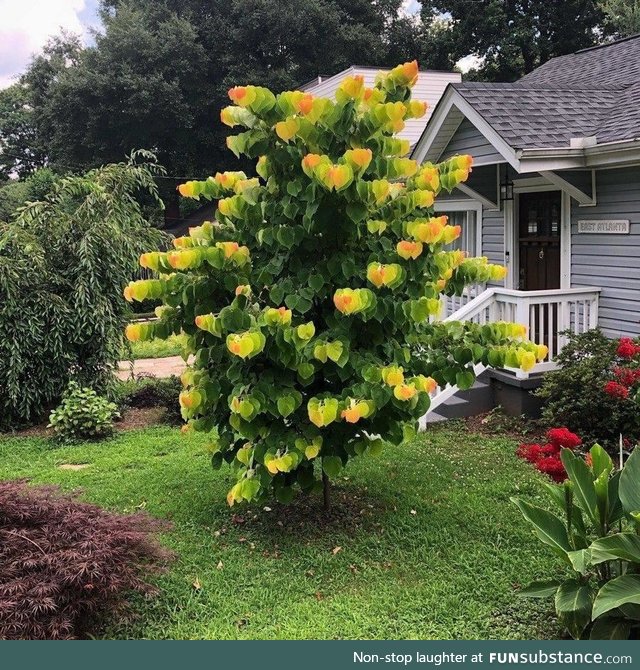 The colour and shape of this trees leaves makes it seem out of focus