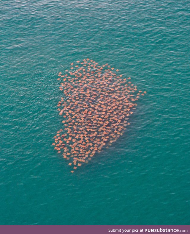 Migrating stingrays