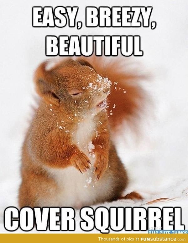 Cover Squirrel