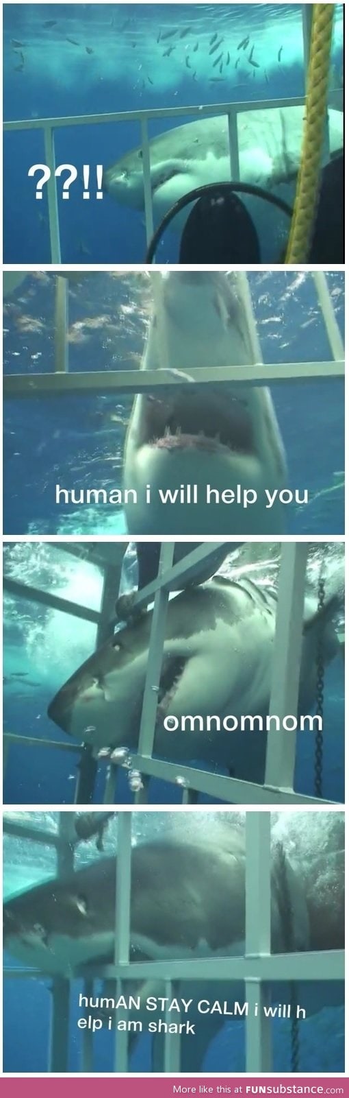 Shark