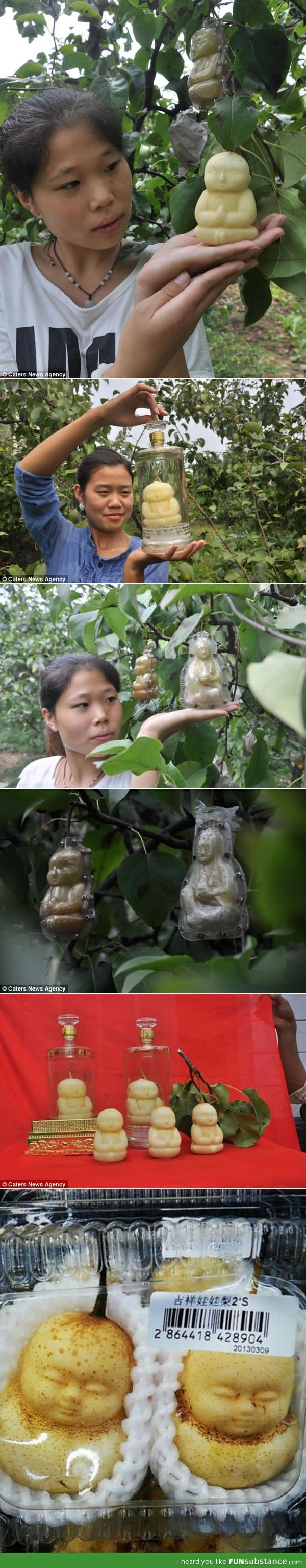 Buddha pears