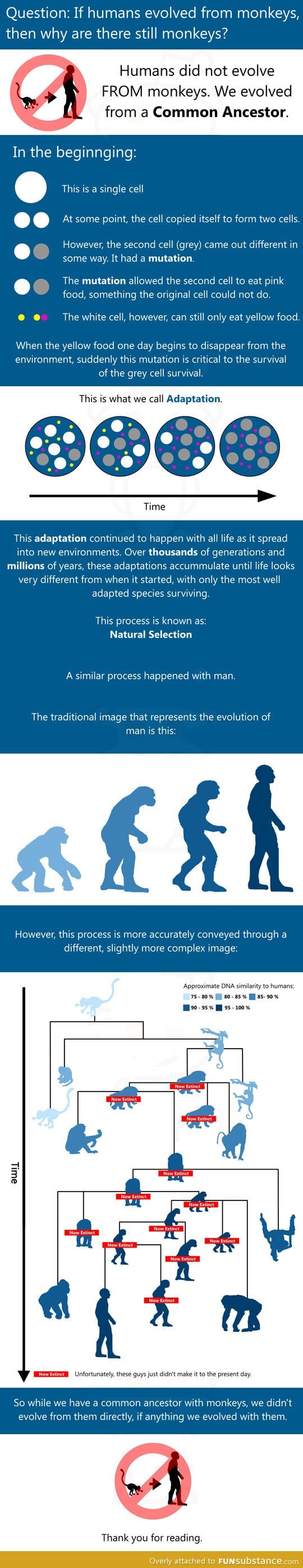 Humans Did Not Evolve From Monkeys