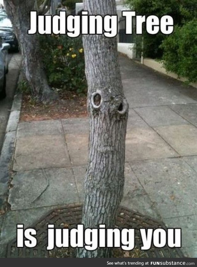 Shame on you! Judging Tree Judges you!