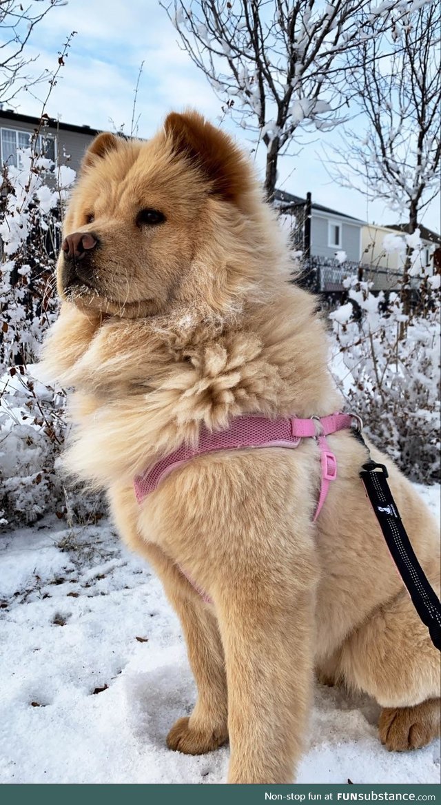 This pup enjoying her first of many cold Canadian winters!