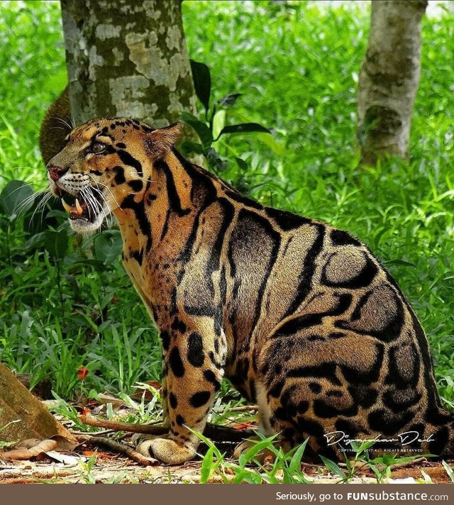 A clouded leapord which can be spotted in the south east asia and himalayas