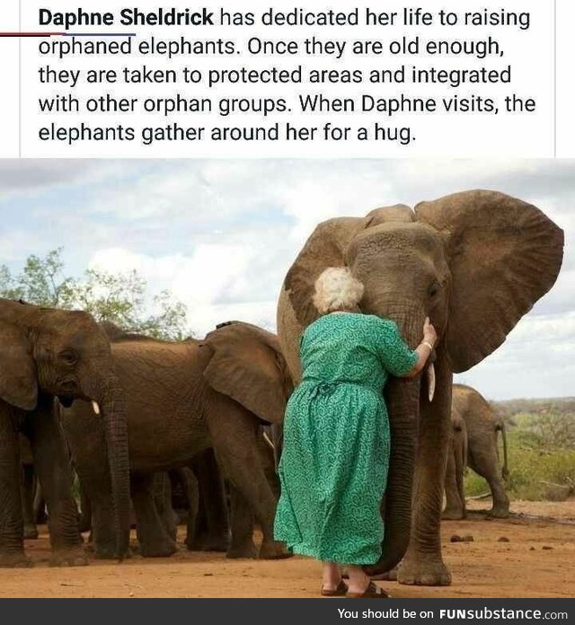 Hug the elephants