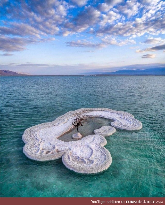 This little tree at the dead sea is pretty much the only living thing for miles across