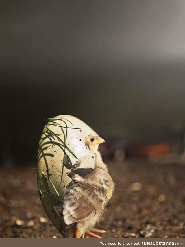 A chick wearing his egg shell as a hat