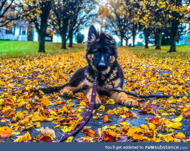 Our handsome boy Phoenix with the last leaves of the fall