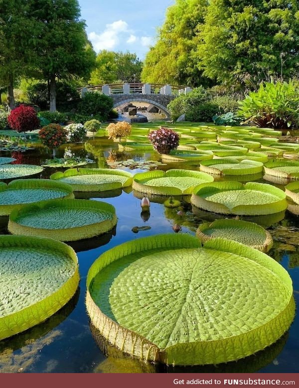 ???? Mizunomori water botanical garden with an extensive display of lotus plants, Lake