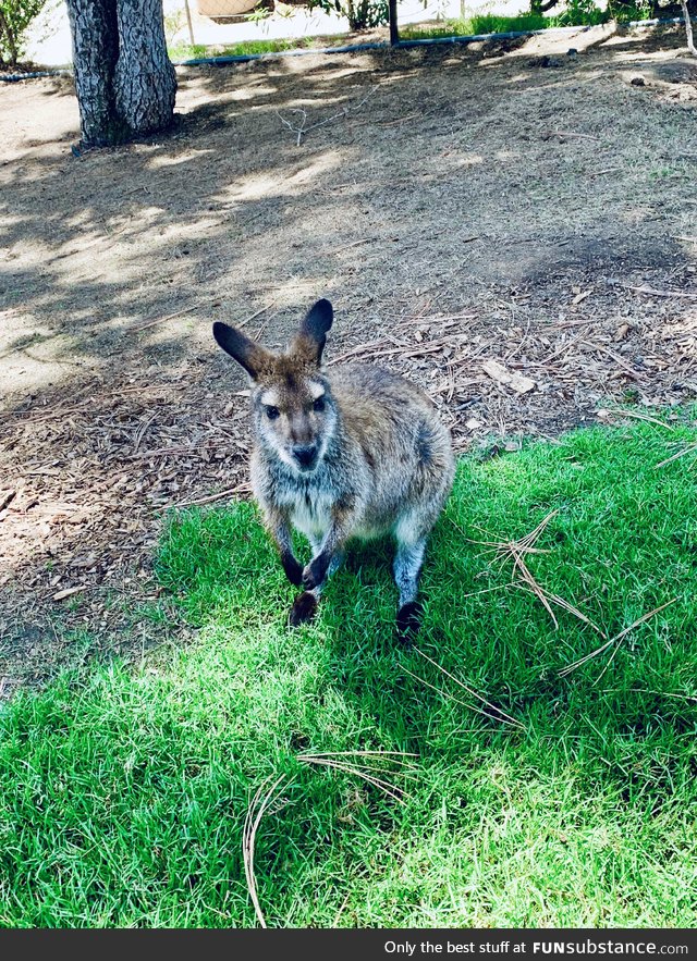 I know this will probably get buried but this wallaby I took a picture of