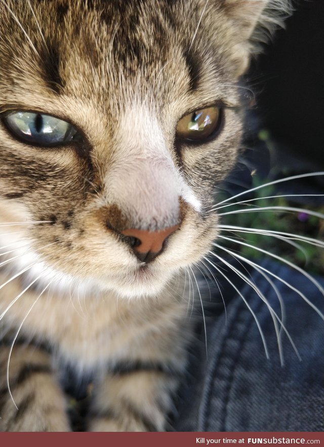 This tiny little cat came up to me and wanted to cuddle. He has heterochromia and it's so