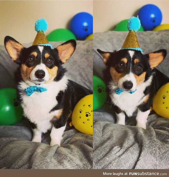 My corgson Norbert’s first birthday