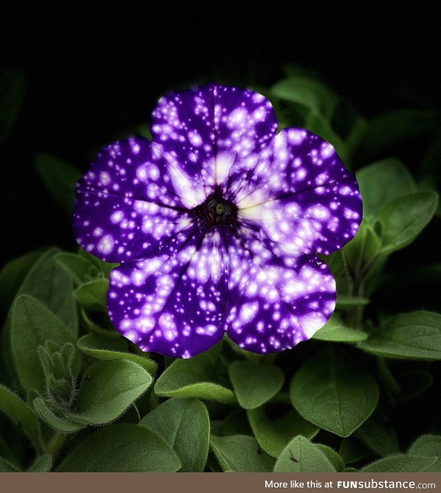 Night-sky petunia