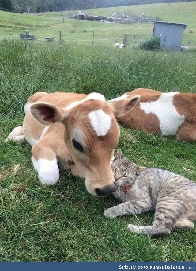 Moo with meow