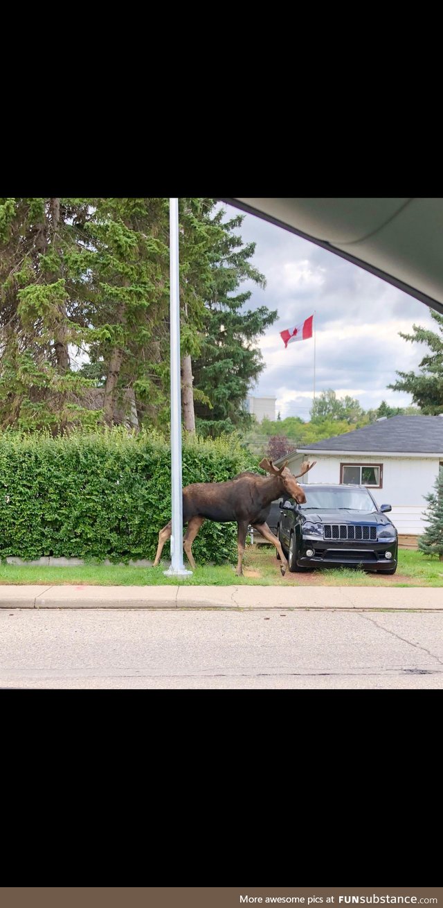 As Canadian as it gets. ( Calgary Alberta )