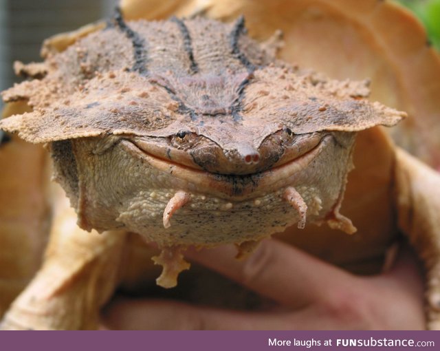 Scientists have discovered a new species of Mata mata turtle in South America