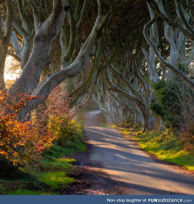 The dark hedges, northern ireland [oc]