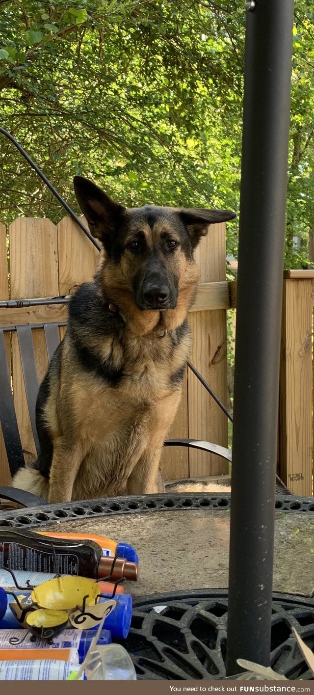 My 3 1/2 year old Rescued German Shepherd. Her name is Karma