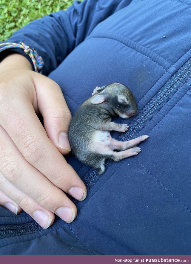 Rescued this little rabbit from the side of the road today