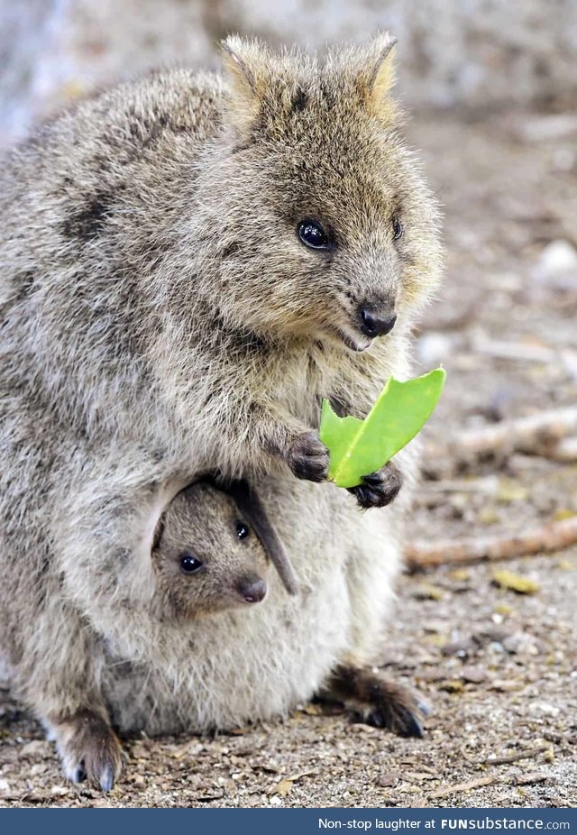 Quokka with baby in pouch