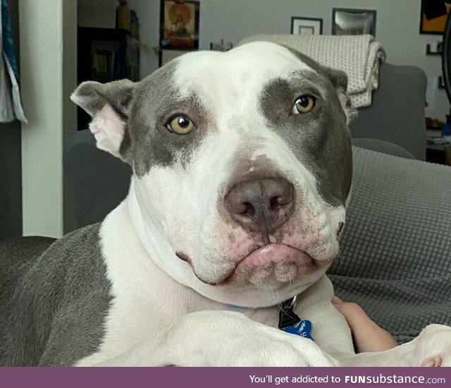 Sometimes our dog, Charlie, gets his upper lip stuck behind his lower lip