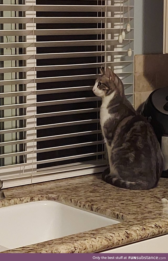 After a year of quarantine, my cat now waits for a Door Dash driver every evening just in