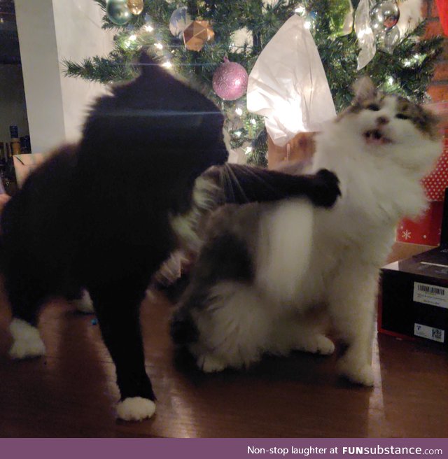 Tried to take a nice photo of the cats for Christmas