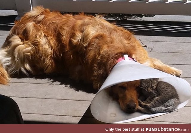 Suddenly, The Cone Of Shame Isn't So Bad