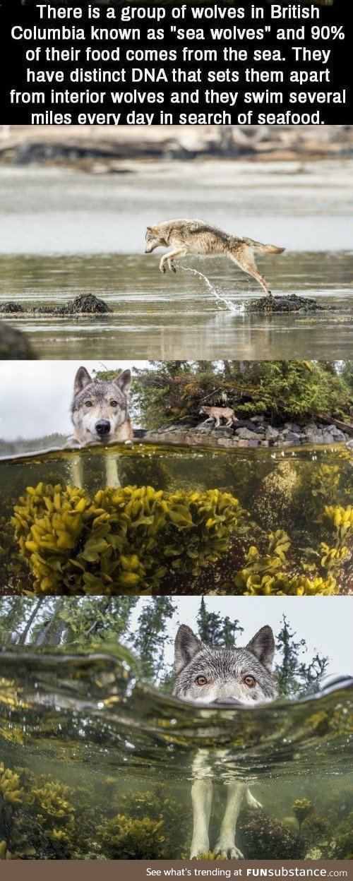 Sea Wolves of British Columbia @Granlobomalo