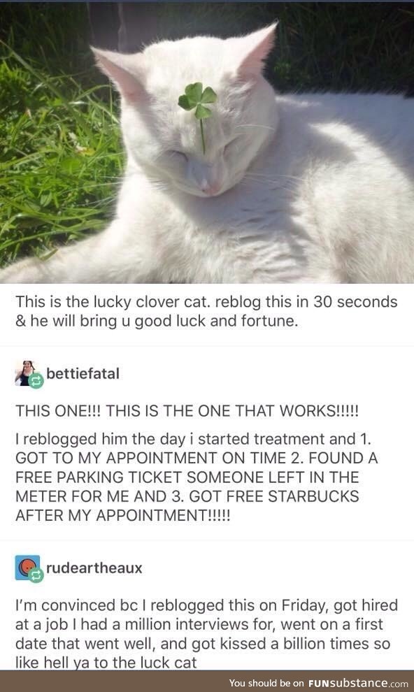 Lucky chonk