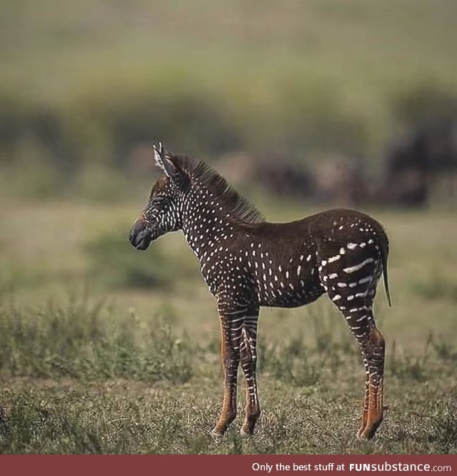 Rarest Zebra ever, with dots instead of stripes