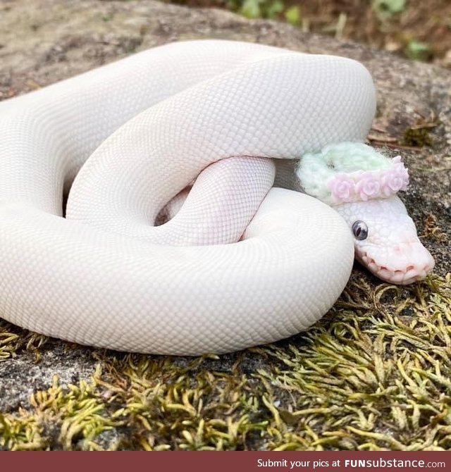 Making Hats For Snakes