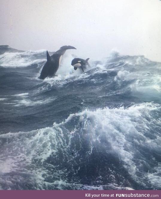 Killer Whales in heavy seas