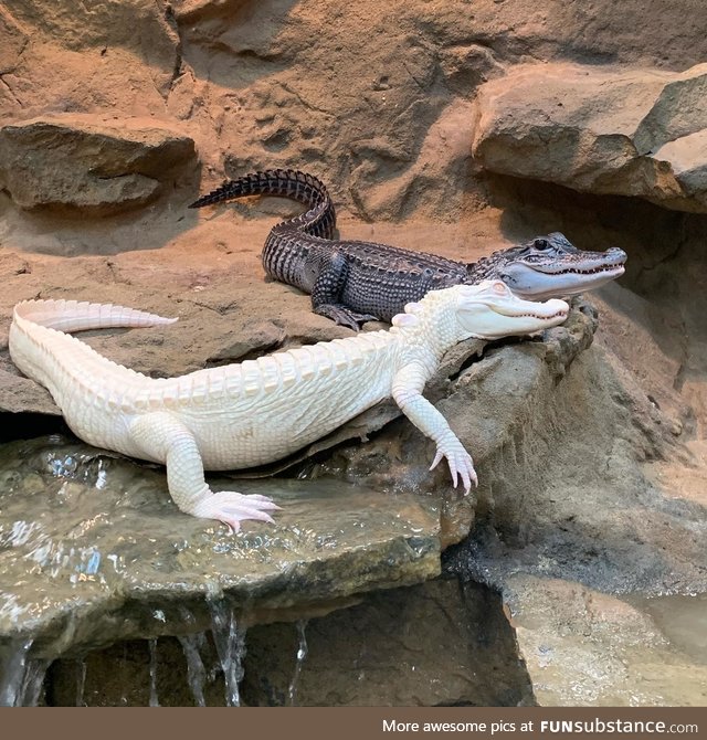 Albino & Melanistic American alligators named "Salt" & "Pepper" together