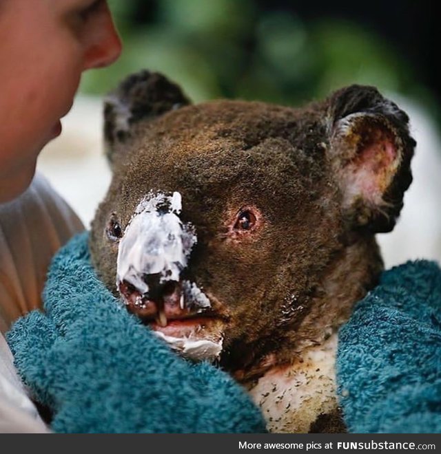 This absolutely breaks my heart. Koalas are the most at risk as they're unable to escape