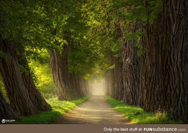 Acacia alley, the Netherlands [1631x1080] [OC]