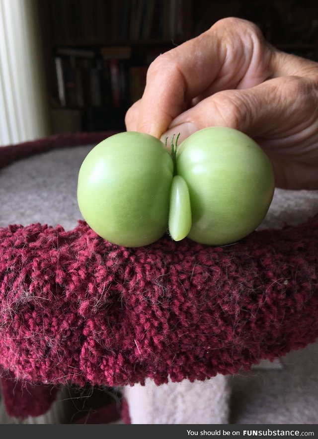 My mom found a naughty tomato in her harvest and asked me not to put it on social