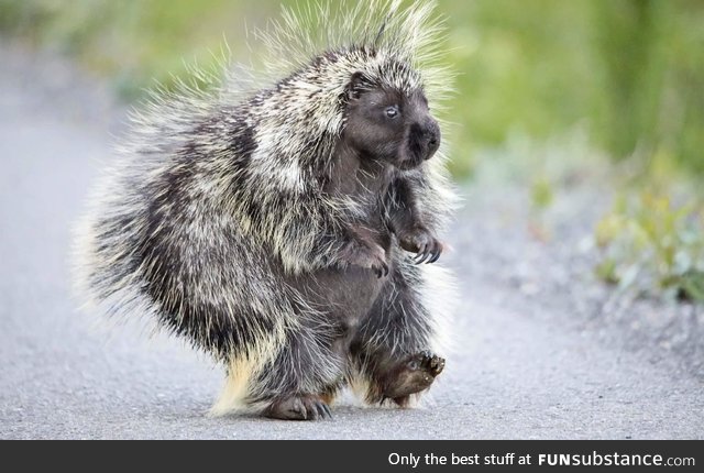 Porcupine out for a jaunt