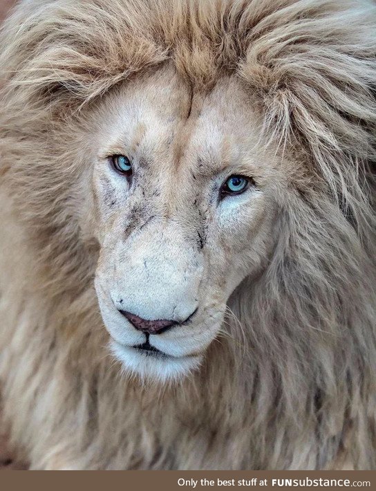 This lion must have been a model