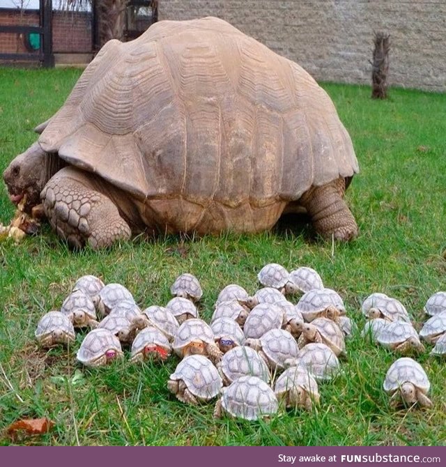 Old turtle with her babies