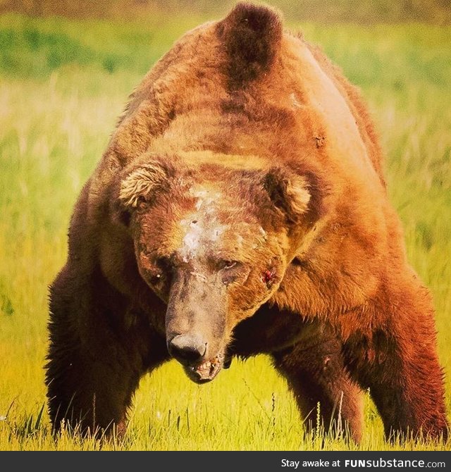 Van, the King of Katmai National Park