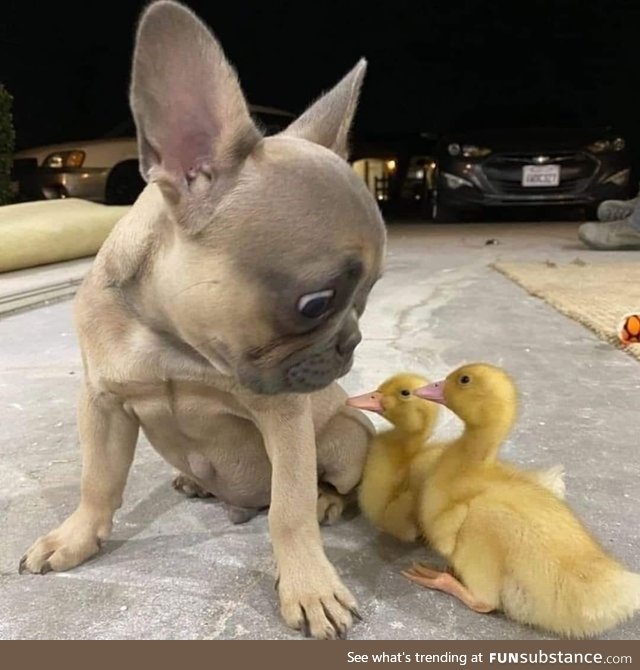 What the Duck!?!