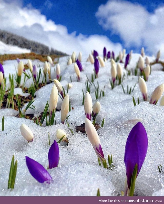 When Winter season meets Spring